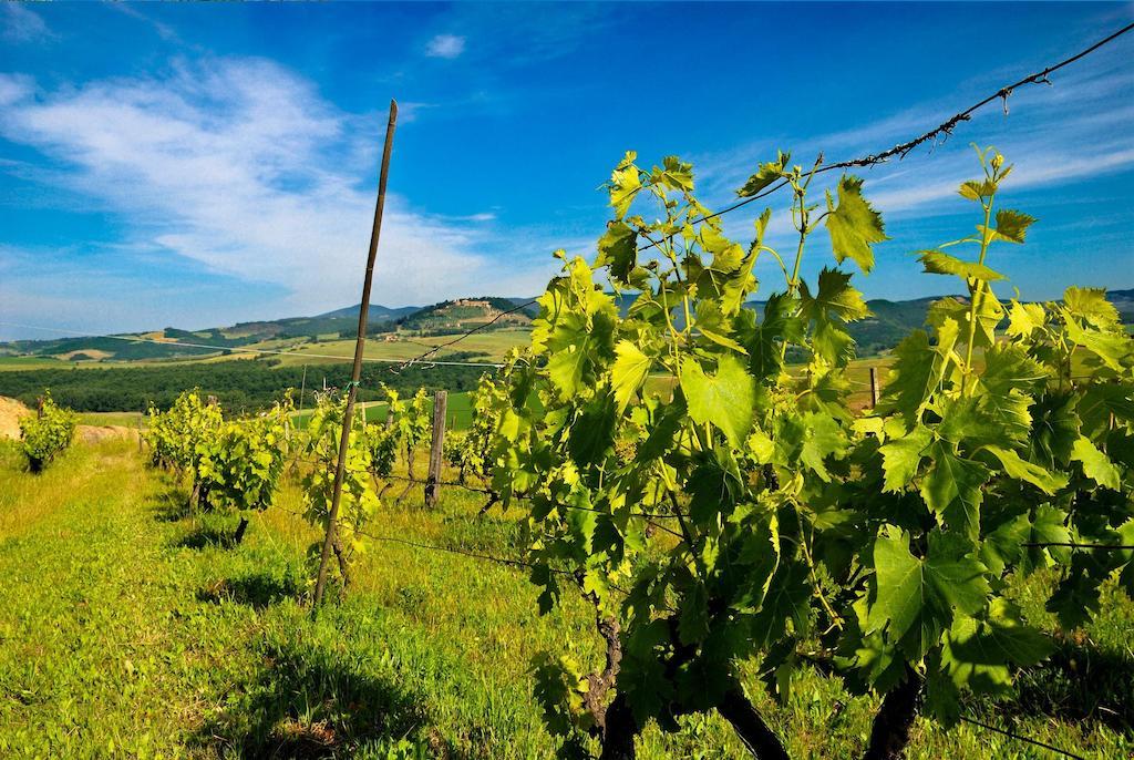 Agriturismo Il Canterino Guardistallo Exteriér fotografie