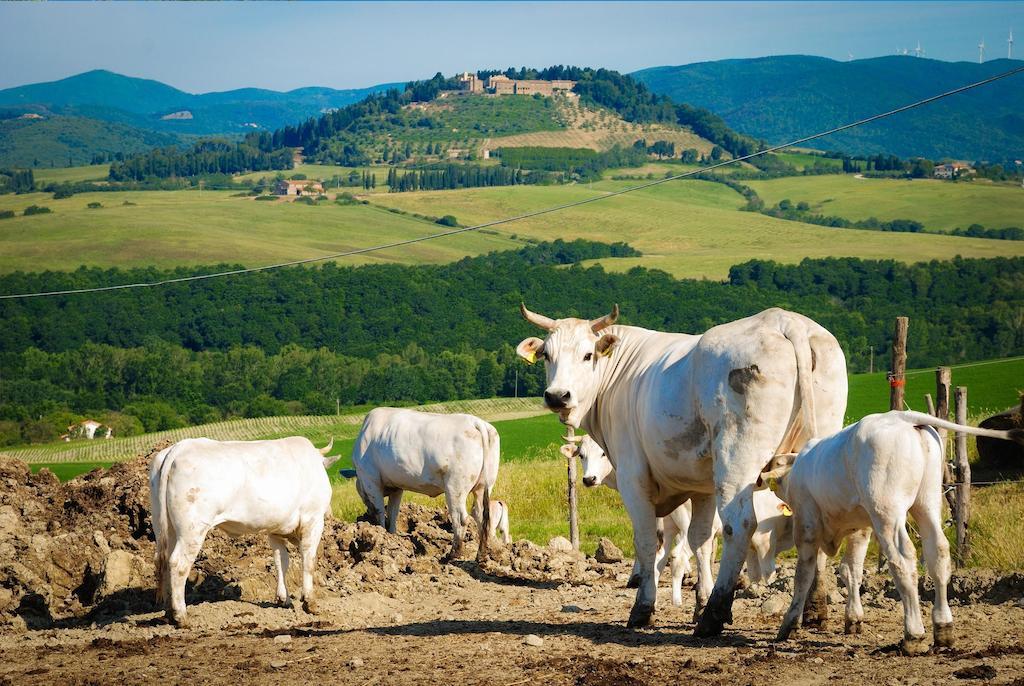 Agriturismo Il Canterino Guardistallo Exteriér fotografie
